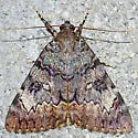 Desdemona Underwing - Hodges#8835.1 - photo 5