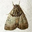 Sweet underwing moth - Hodges#8871 - photo 2