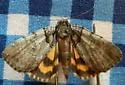 Sweet underwing moth - Hodges#8871 - photo 3