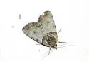 Sweet underwing moth - Hodges#8871 - photo 4