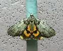 Sweet underwing moth - Hodges#8871 - photo 5