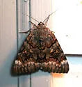 Epione Underwing - Hodges#8773