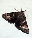 Epione Underwing - Hodges#8773 - photo 2