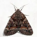 Epione Underwing - Hodges#8773 - photo 4