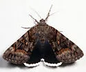 Epione Underwing - Hodges#8773 - photo 5