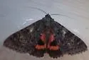 Catocala faustina - Hodges#8811 - photo 4