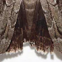 Catocala flebilis - Hodges#8782 - photo 4