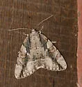 Catocala flebilis - Hodges#8782 - photo 5