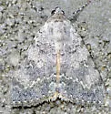 Catocala frederici - Hodges#8837
