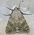 Catocala frederici - Hodges#8837 - photo 4