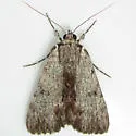 Graceful Underwing - Hodges#8847