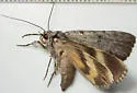 Graceful Underwing - Hodges#8847 - photo 2