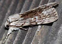 Graceful Underwing - Hodges#8847 - photo 3