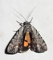 Graceful Underwing - Hodges#8847 - photo 4