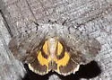 Graceful Underwing - Hodges#8847 - photo 5