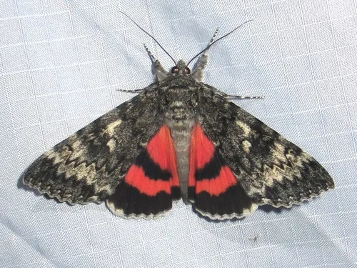 Catocala grotiana - Hodges#8818 - Catocala grotiana