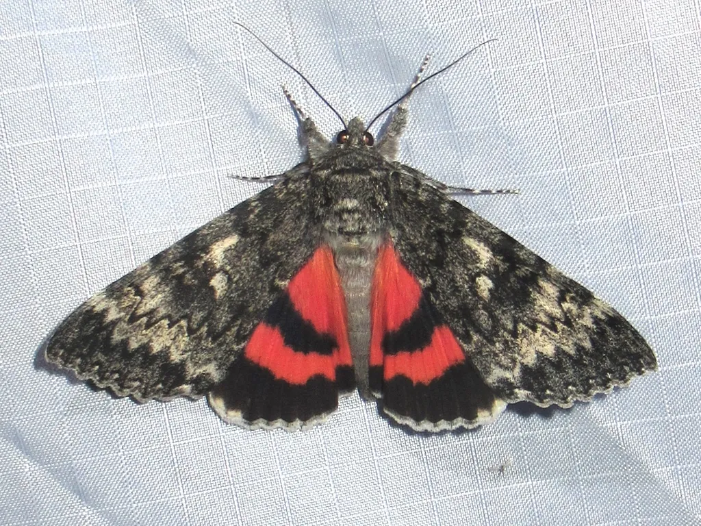 Catocala grotiana - Hodges#8818 - photo 2