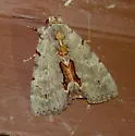 Woody Underwing - Hodges#8864