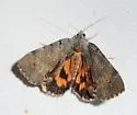 Woody Underwing - Hodges#8864 - photo 2