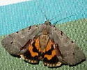 Woody Underwing - Hodges#8864 - photo 4