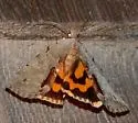 Woody Underwing - Hodges#8864 - photo 5