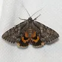Habilis Underwing - Hodges#8778