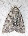 Habilis Underwing - Hodges#8778 - photo 2