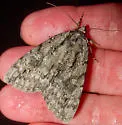 Habilis Underwing - Hodges#8778 - photo 3