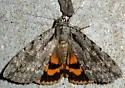 Habilis Underwing - Hodges#8778 - photo 4