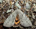 Habilis Underwing - Hodges#8778 - photo 5
