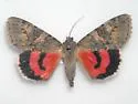 Catocala hermia - Hodges#8812 - photo 3
