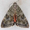 Catocala hermia - Hodges#8812 - photo 4