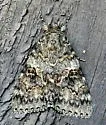 Catocala hermia - Hodges#8812 - photo 5