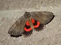 Herodias Underwing - Hodges#8850