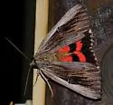 Herodias Underwing - Hodges#8850 - photo 2