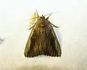 Herodias Underwing - Hodges#8850 - photo 3