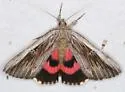 Herodias Underwing - Hodges#8850 - photo 4