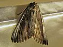 Herodias Underwing - Hodges#8850 - photo 5