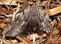 Inconsolable Underwing - Hodges#8791 - photo 2