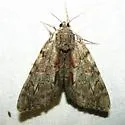Inconsolable Underwing - Hodges#8791 - photo 3