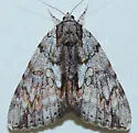 Inconsolable Underwing - Hodges#8791 - photo 4