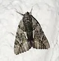Inconsolable Underwing - Hodges#8791 - photo 5