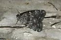Jair Underwing - Hodges#8879