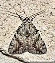 Jair Underwing - Hodges#8879 - photo 2