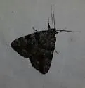 Jair Underwing - Hodges#8879 - photo 4