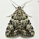 Jair Underwing - Hodges#8879 - photo 5