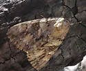 Jessica Underwing - Hodges#8825 - photo 2