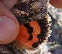 Jessica Underwing - Hodges#8825 - photo 3