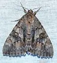 Jessica Underwing - Hodges#8825 - photo 4