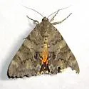 Jessica Underwing - Hodges#8825 - photo 5